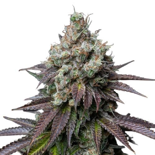 Embalaje de semillas de cannabis Incredible Bulk — Royal King Seeds España