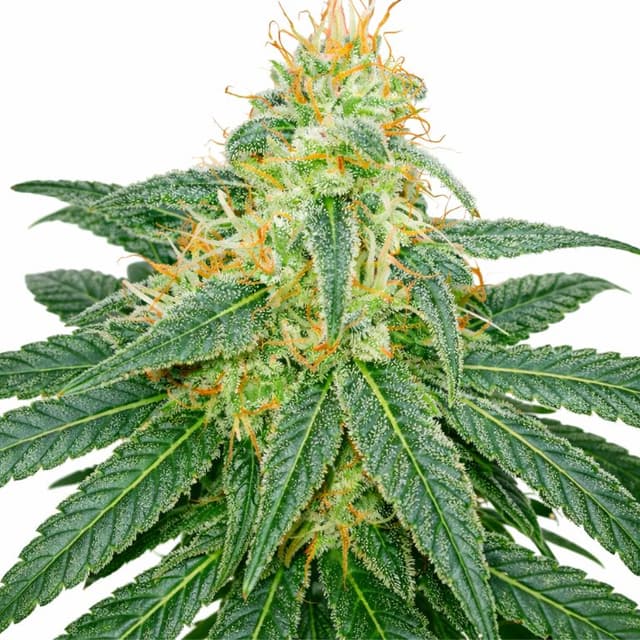 Embalaje de semillas de cannabis Island Sweet Skunk — Royal King Seeds España