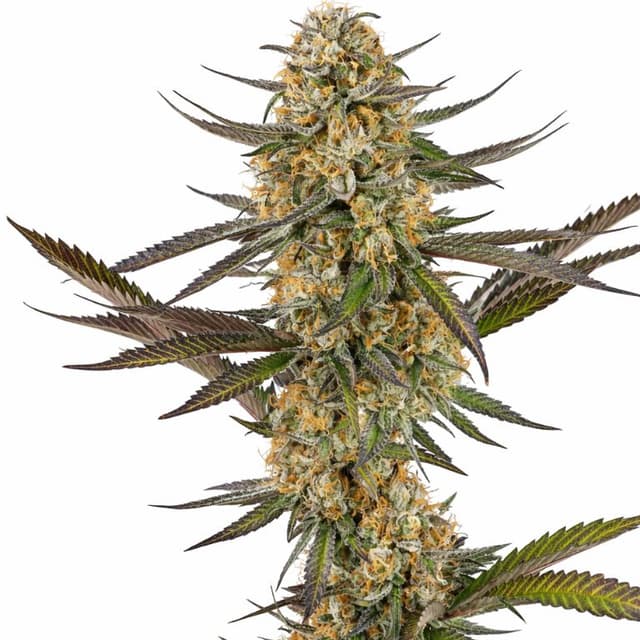Embalaje de semillas de cannabis Juicy Fruit — Royal King Seeds España