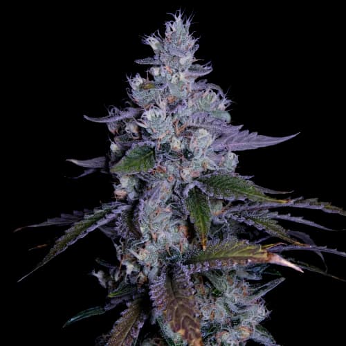 Embalaje de semillas de cannabis Katsu Kush — Royal King Seeds España