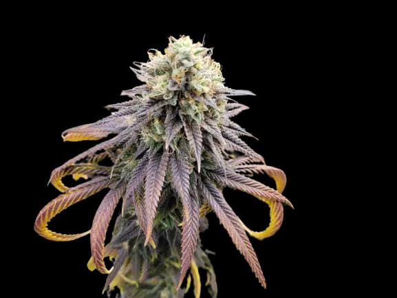 Embalaje de semillas de cannabis Krishna Kush — Royal King Seeds España