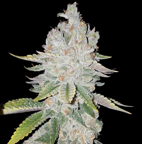 Embalaje de semillas de cannabis L.A. Sunshine — Royal King Seeds España