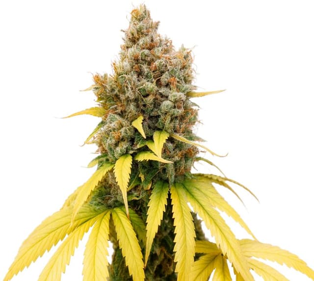 Embalaje de semillas de cannabis Ladyburn 1974 — Royal King Seeds España