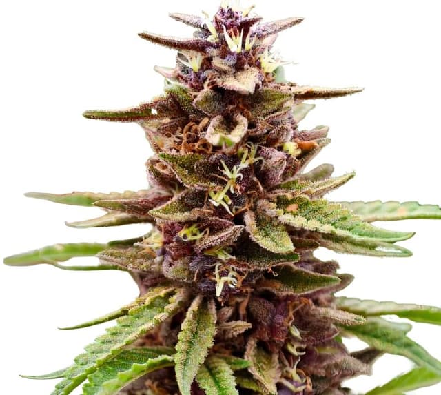 Embalaje de semillas de cannabis Lavender Jones — Royal King Seeds España