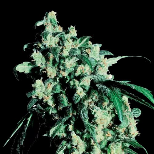 Embalaje de semillas de cannabis Lemon Drop — Royal King Seeds España