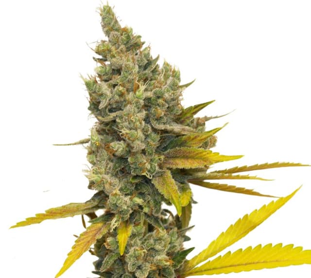 Lemon OG Kush Feminized