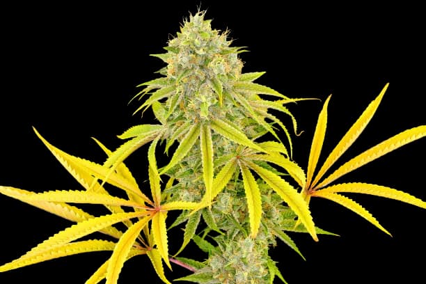 Embalaje de semillas de cannabis Longbottom Leaf — Royal King Seeds España