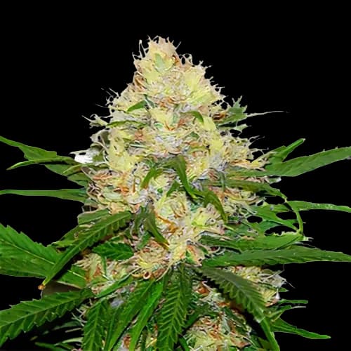 Embalaje de semillas de cannabis Mad Scientist — Royal King Seeds España