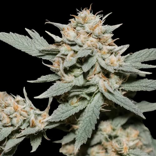 Embalaje de semillas de cannabis Marcosus Marshmellow — Royal King Seeds España
