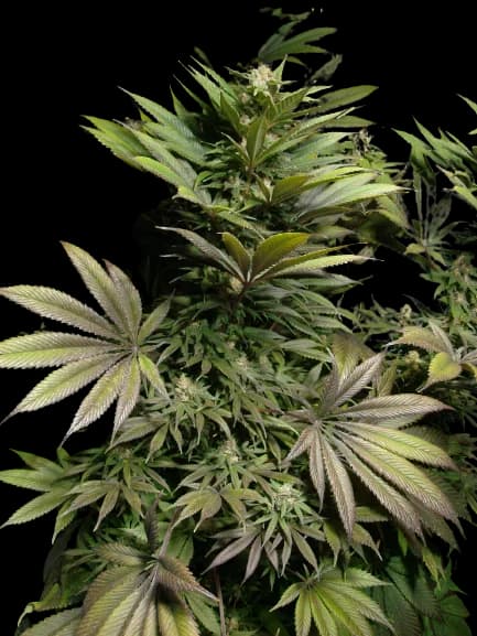 Embalaje de semillas de cannabis Marionberry Kush — Royal King Seeds España