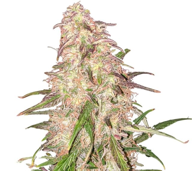 Embalaje de semillas de cannabis Matanuska Thunder Fuck — Royal King Seeds España