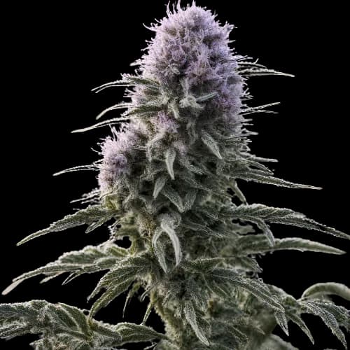 Embalaje de semillas de cannabis Matanuska Tundra — Royal King Seeds España