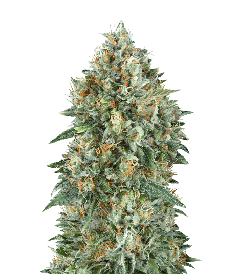 Embalaje de semillas de cannabis Mataro Blue CBD — Royal King Seeds España