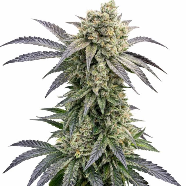 Embalaje de semillas de cannabis Monkey Berries — Royal King Seeds España