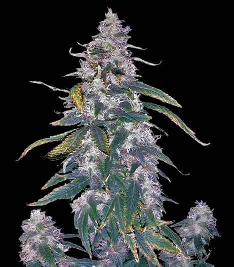 Embalaje de semillas de cannabis Morning Glory — Royal King Seeds España