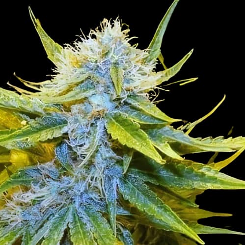 Embalaje de semillas de cannabis Mr. Nice — Royal King Seeds España