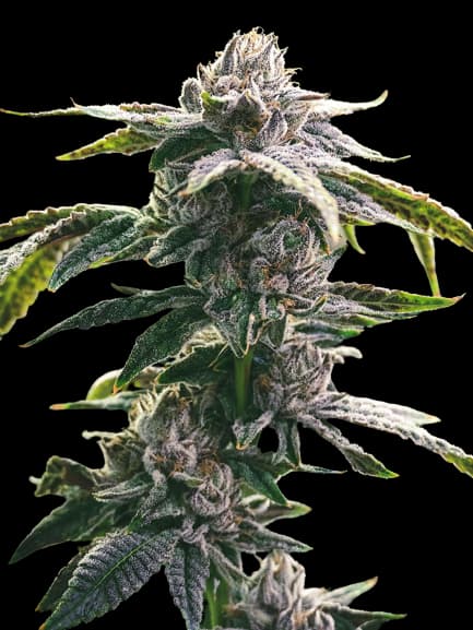 Embalaje de semillas de cannabis Ms. Universe — Royal King Seeds España