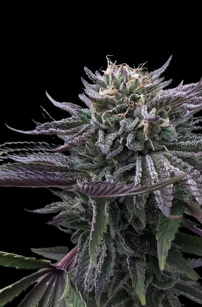 Embalaje de semillas de cannabis Mt. Rainier — Royal King Seeds España