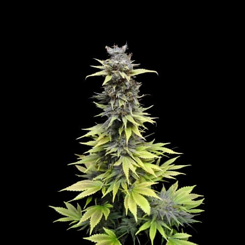 Embalaje de semillas de cannabis Nordle CBD — Royal King Seeds España