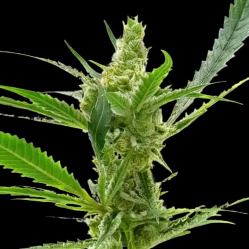 Embalaje de semillas de cannabis Northern Cream — Royal King Seeds España