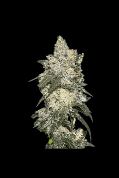 Embalaje de semillas de cannabis Nuclear Cookies — Royal King Seeds España