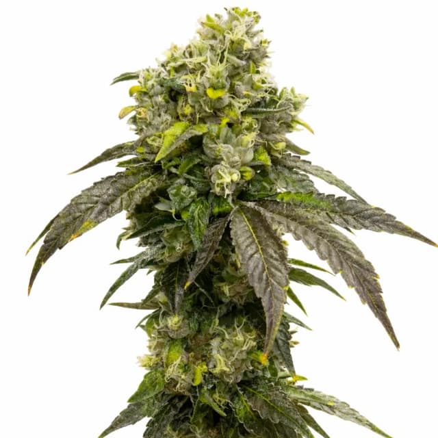 OCAs Cloud 9 Feminized