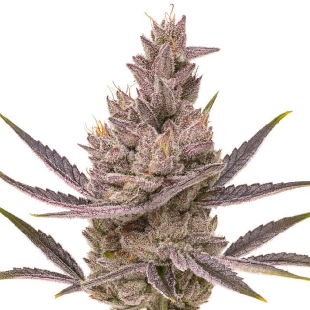 Orange Kush Cake Feminized
