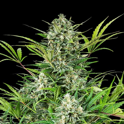 Embalaje de semillas de cannabis Pacific Blue — Royal King Seeds España