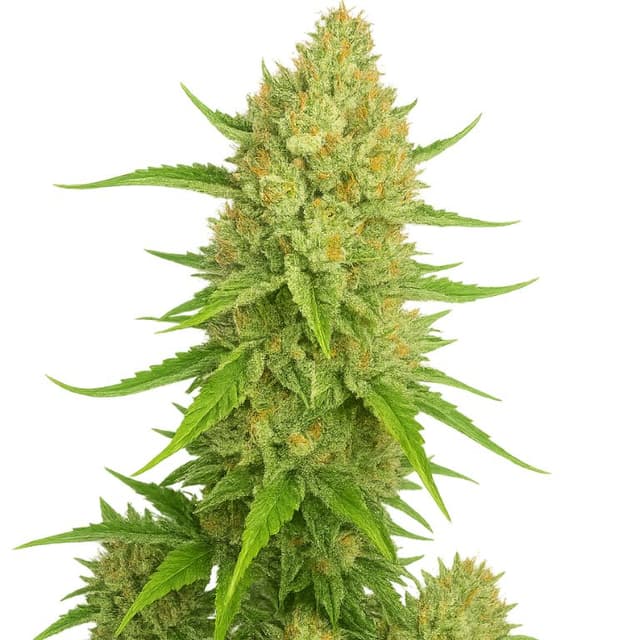 Embalaje de semillas de cannabis Papaya Cookies — Royal King Seeds España