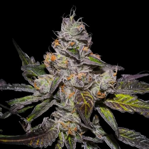 Embalaje de semillas de cannabis Peanut Butter Breath — Royal King Seeds España