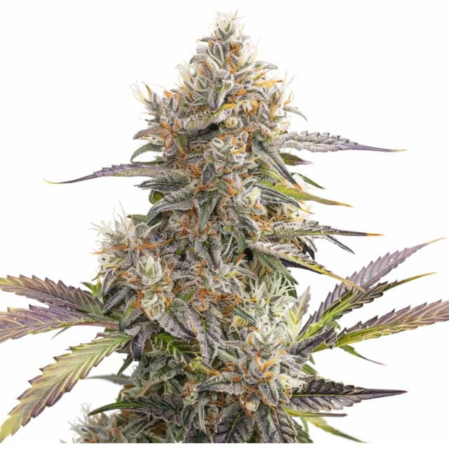 Embalaje de semillas de cannabis Pennywise CBD — Royal King Seeds España