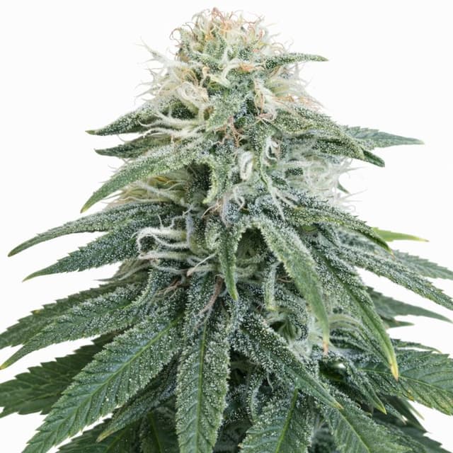 Permafrost Feminized