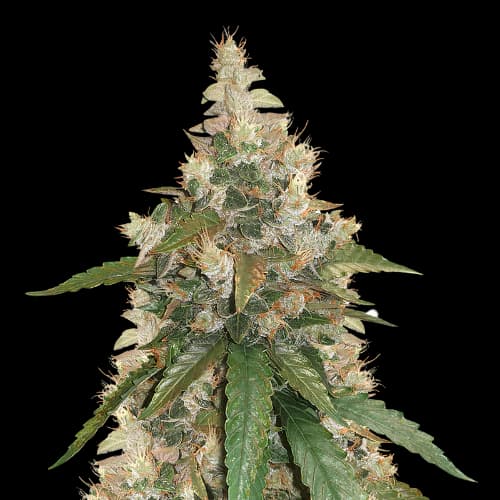 Embalaje de semillas de cannabis Pine Tar Kush — Royal King Seeds España