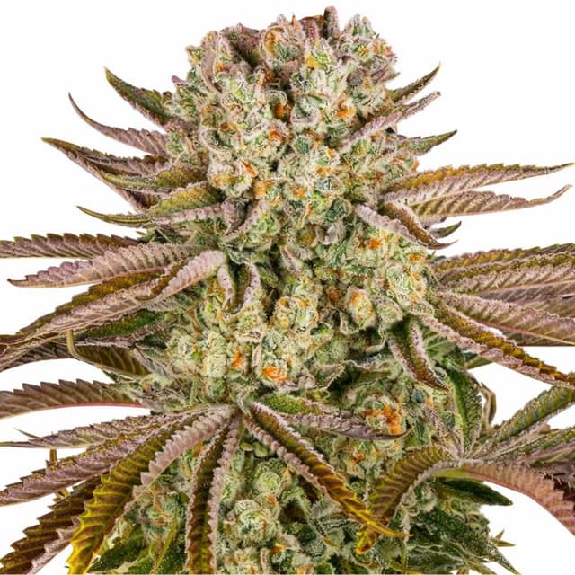 Embalaje de semillas de cannabis Pineapple Express — Royal King Seeds España