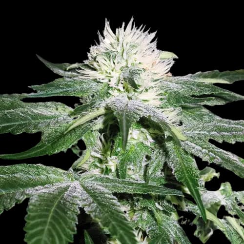 Embalaje de semillas de cannabis Pineapple Mayhem — Royal King Seeds España