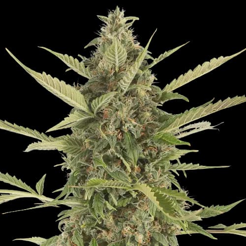Embalaje de semillas de cannabis Platinum Bubba Kush — Royal King Seeds España
