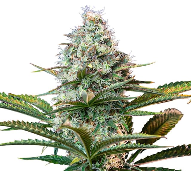 Embalaje de semillas de cannabis Platinum OG — Royal King Seeds España