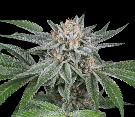 Embalaje de semillas de cannabis Popcorn Kush — Royal King Seeds España