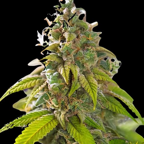Embalaje de semillas de cannabis Primus — Royal King Seeds España