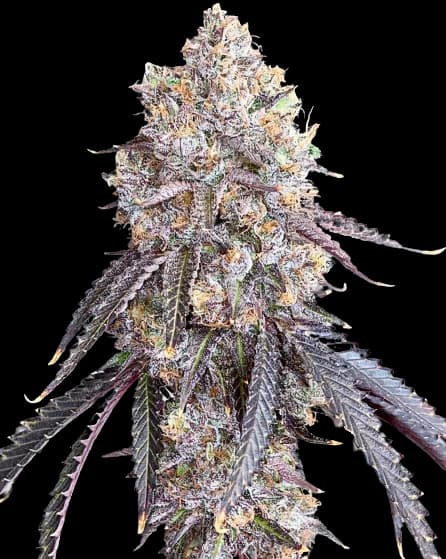 Project Blue Book Feminized