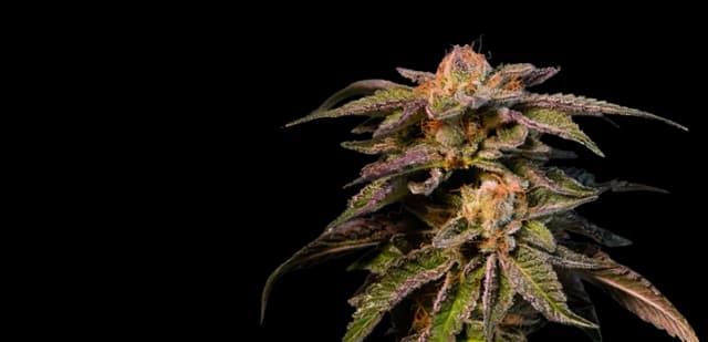 Embalaje de semillas de cannabis Pure Love — Royal King Seeds España