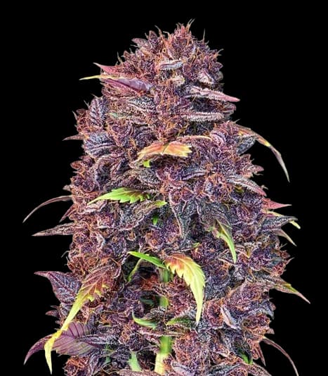 Embalaje de semillas de cannabis Purple Lemonade — Royal King Seeds España