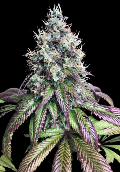 Embalaje de semillas de cannabis Purple Mr. Nice — Royal King Seeds España