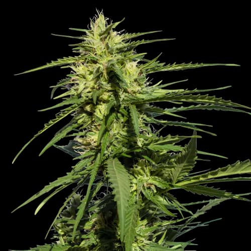 Embalaje de semillas de cannabis Querkle — Royal King Seeds España