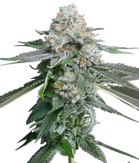 Embalaje de semillas de cannabis Race Fuel OG — Royal King Seeds España