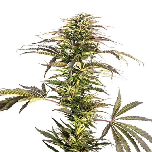 Embalaje de semillas de cannabis Ray Charles — Royal King Seeds España