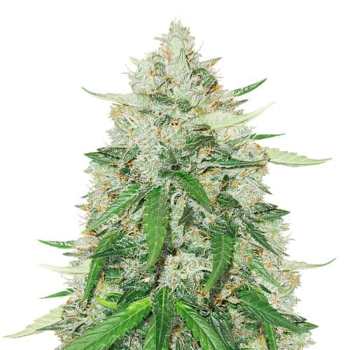 Royal Gorilla Feminized