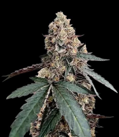 Runtz Muffin Feminized