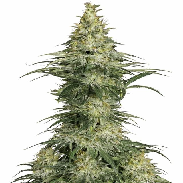 Embalaje de semillas de cannabis Sensi Star — Royal King Seeds España