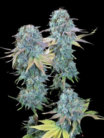 Embalaje de semillas de cannabis Serious Happiness — Royal King Seeds España